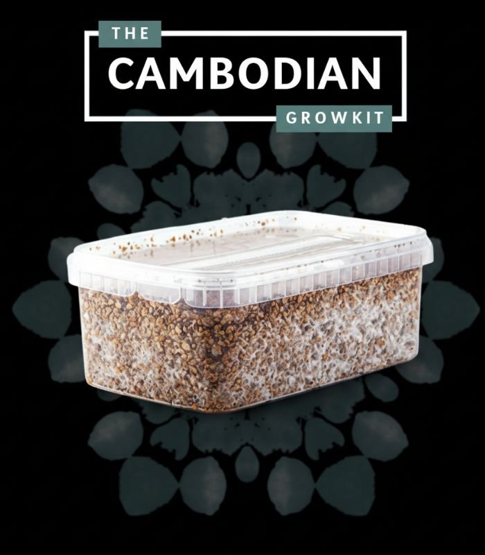 Cambodian Magic Mushroom Growbox