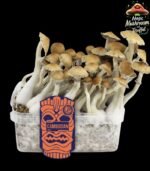 Cambodian Mushroom Growkit