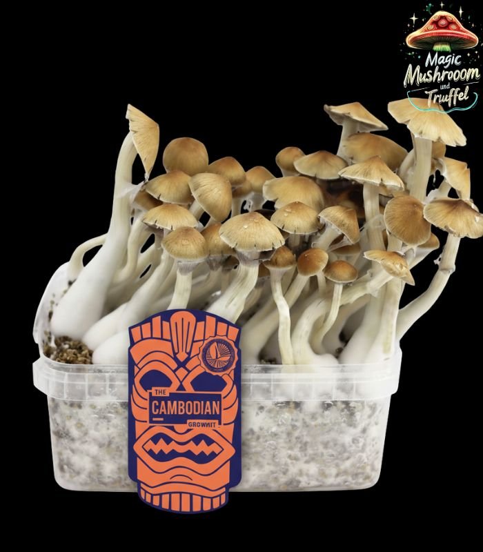 Cambodian Mushroom Growkit