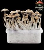 Growkit Golden Teacher