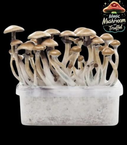 Growkit Golden Teacher