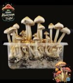 Magic Mushroom Growkit