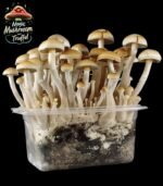 Magic Mexican Mushroom Growkit kaufen