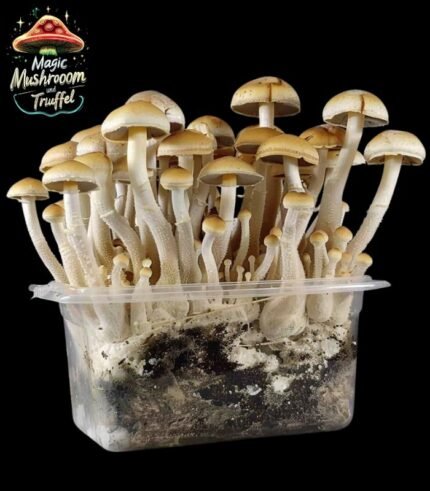 Magic Mexican Mushroom Growkit kaufen