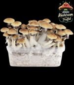 Einfach wachsender Golden Teacher-Pilz im Magic Mushroom Growkit für den Anbau zu Hause.