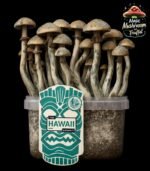 Magic Mushroom Growkit Hawaii