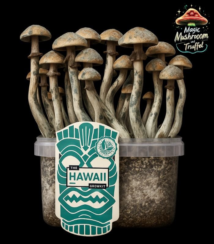 Magic Mushroom Growkit Hawaii Magic Mushroom Growkit Hawaii