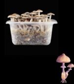 Magic Mushroom Growkit Golden Teacher-Set mit erdgefüllter Box und goldfarbenen Pilzköpfen