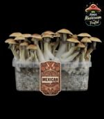 Magic Mexican Mushroom Growkit