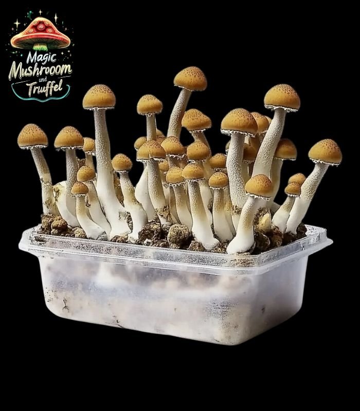 Magic Mushroom Growbox