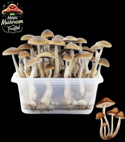 Magic Mushroom McKennaii Growbox