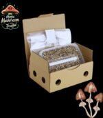 Magic Mushroom McKennaii Growkit