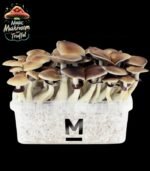 Magic Mushrooms bestellen