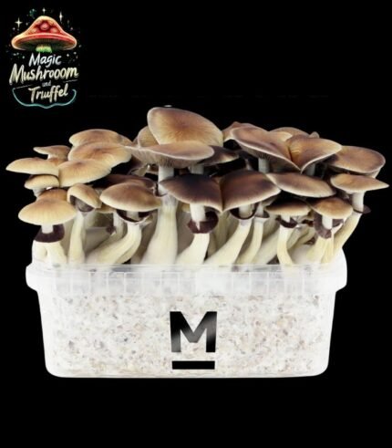 Magic Mushrooms bestellen