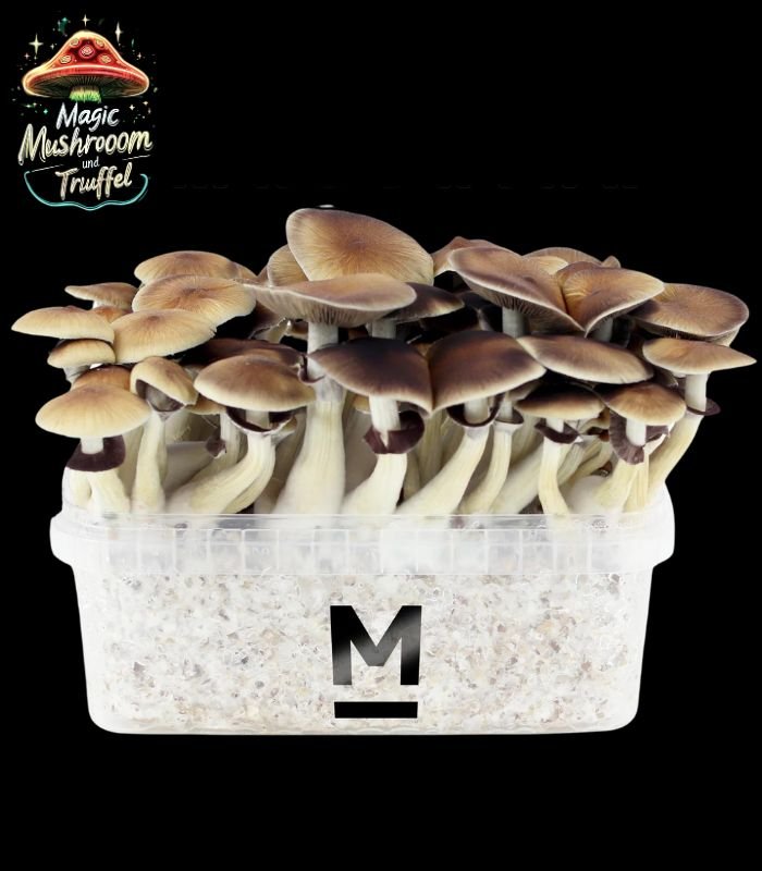 Magic Mushrooms bestellen