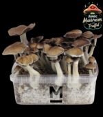 Magische Pilze in der Growbox – einfache Heimzucht mit hoher Ausbeute.