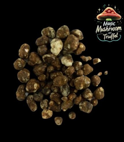 Magische Trüffel kaufen