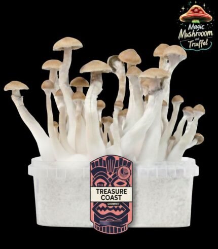 Treasure Coast Magic Mushroom Growkit