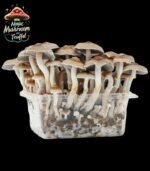 Mazatapec Magic Mushroom Growbox