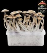 Golden Teacher Magic Mushroom