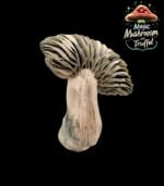 Jack Frost Mushroom Grow Box