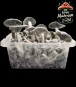 Mushroom Growkit
