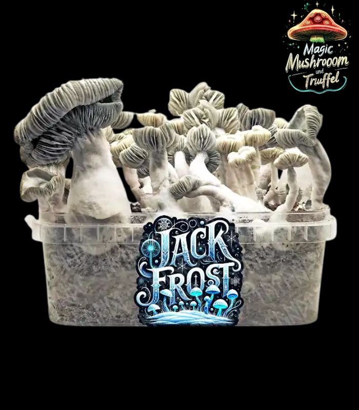 Jack Frost Mushroom Growkit