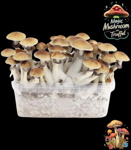 Magic Mushroom Growbox Golden Teacher