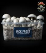 jack frost magic mushroom grow kit