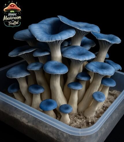 Blue Magnolia Mushroom Growbox
