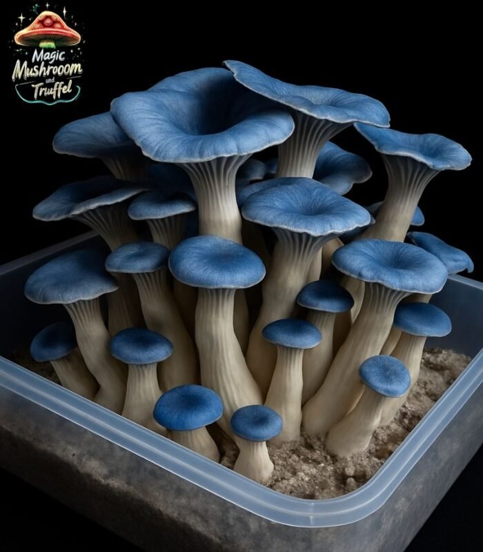 Blue Magnolia Mushroom Growbox